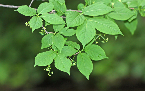 Euonymus macropterus