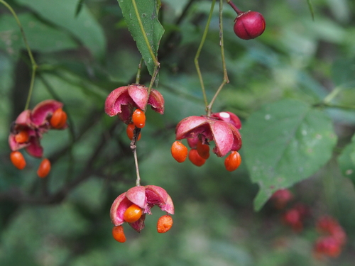 Euonymus oxyphyllus — photo