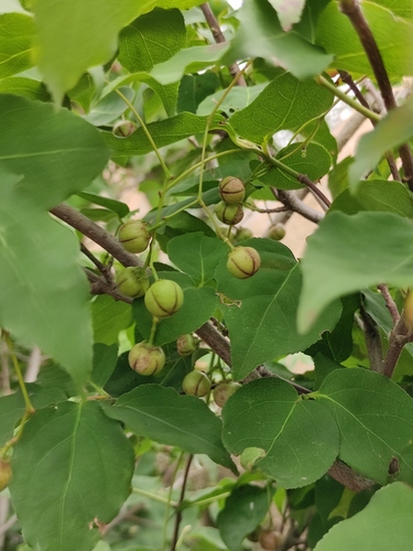 Euonymus oxyphyllus — photo