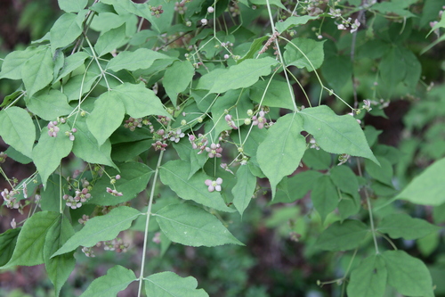 Euonymus oxyphyllus