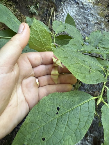 Euonymus sachalinensis — photo