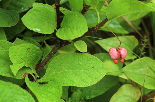 Euonymus sachalinensis