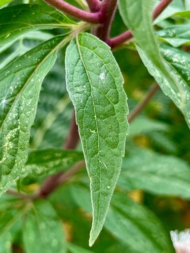 Eupatorium cannabinum (Hemp weed) — photo