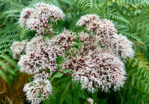 Eupatorium cannabinum (Hemp weed) — photo