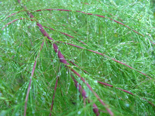 Eupatorium capillifolium — photo
