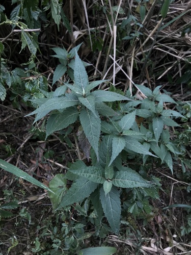 Eupatorium fortunei (Pei lan) — photo