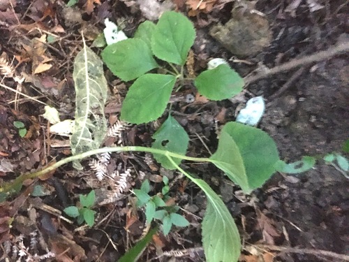 Eupatorium megalophyllum (Blue mist bush) — photo