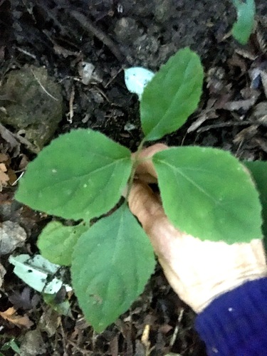 Eupatorium megalophyllum (Blue mist bush) — photo