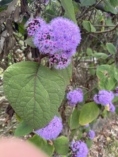 Eupatorium megalophyllum