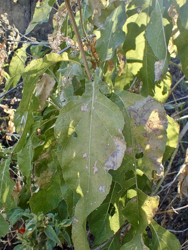 Eupatorium quadrangulare — photo