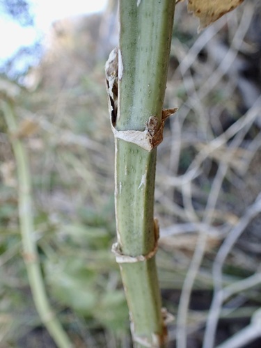 Eupatorium quadrangulare — photo