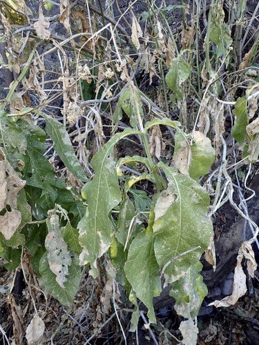 Eupatorium quadrangulare