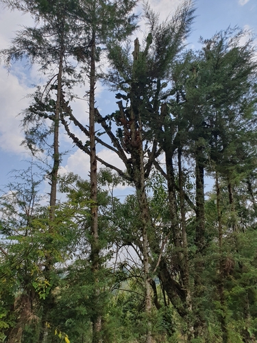 Euphorbia ampliphylla — photo