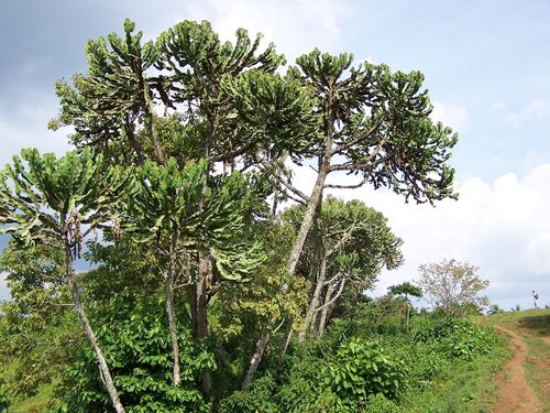 Euphorbia ampliphylla