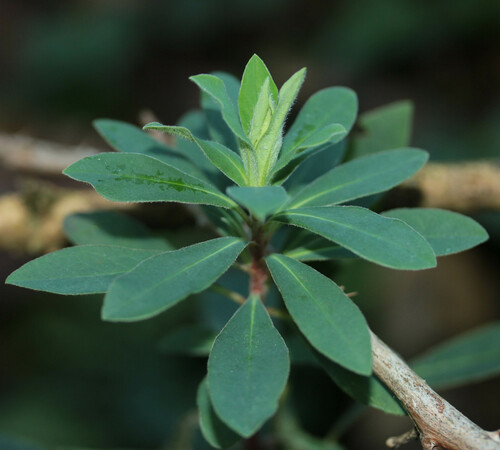 Euphorbia amygdaloides (Wood spurge) — photo