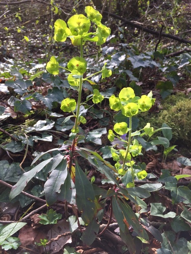 Euphorbia amygdaloides (Wood spurge) — photo