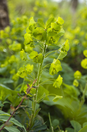 Euphorbia amygdaloides