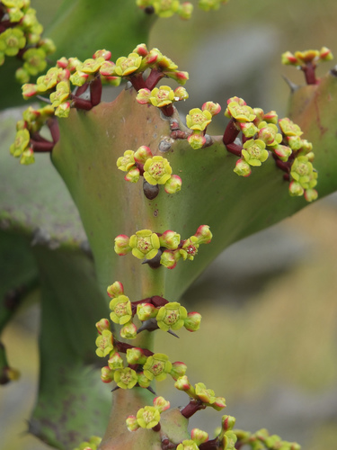 Euphorbia antiquorum (Malayan tree spurge) — photo