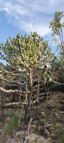 Euphorbia antiquorum (Malayan tree spurge) — photo