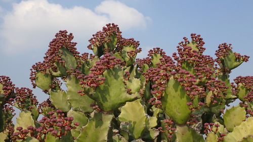 Euphorbia antiquorum