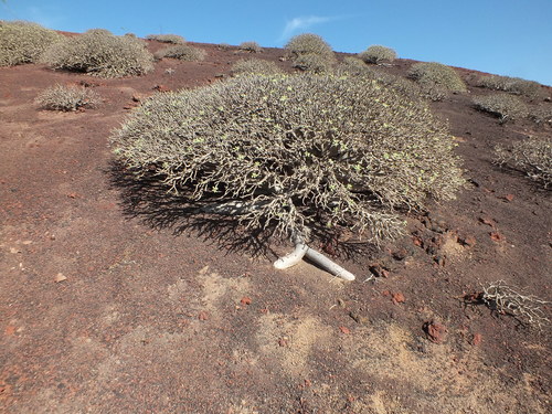 Euphorbia balsamifera