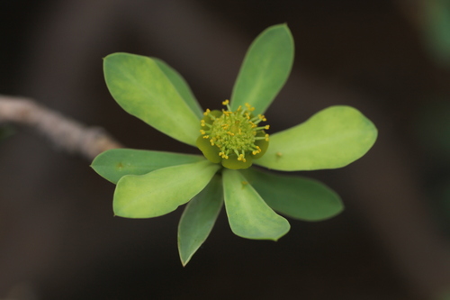 Euphorbia balsamifera (Balsam spurge) — photo