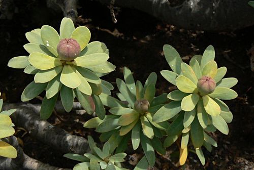 Euphorbia balsamifera subsp. adenensis — photo