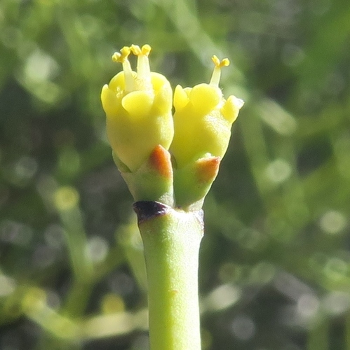 Euphorbia brachiata — photo