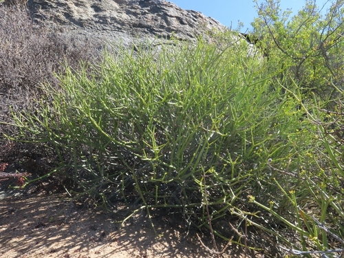 Euphorbia brachiata — photo