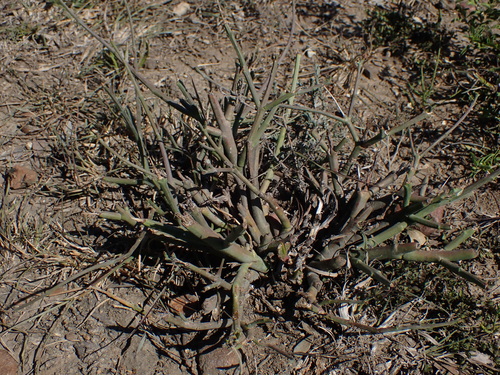 Euphorbia brachiata