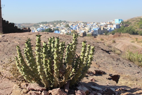 Euphorbia caducifolia (Thor) — photo