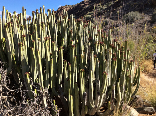 Euphorbia canariensis (Hercules club) — photo