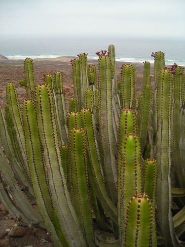 Euphorbia canariensis