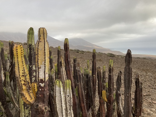 Euphorbia canariensis (Hercules club) — photo
