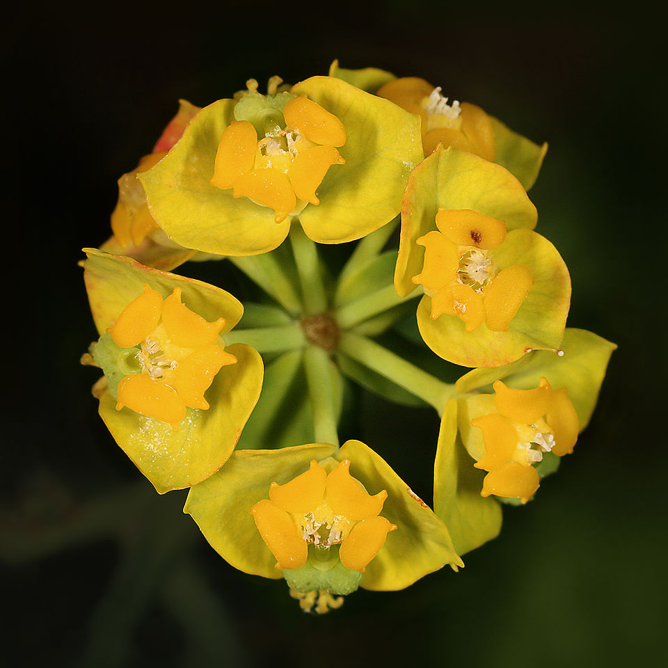 Euphorbia chamaesyce — photo