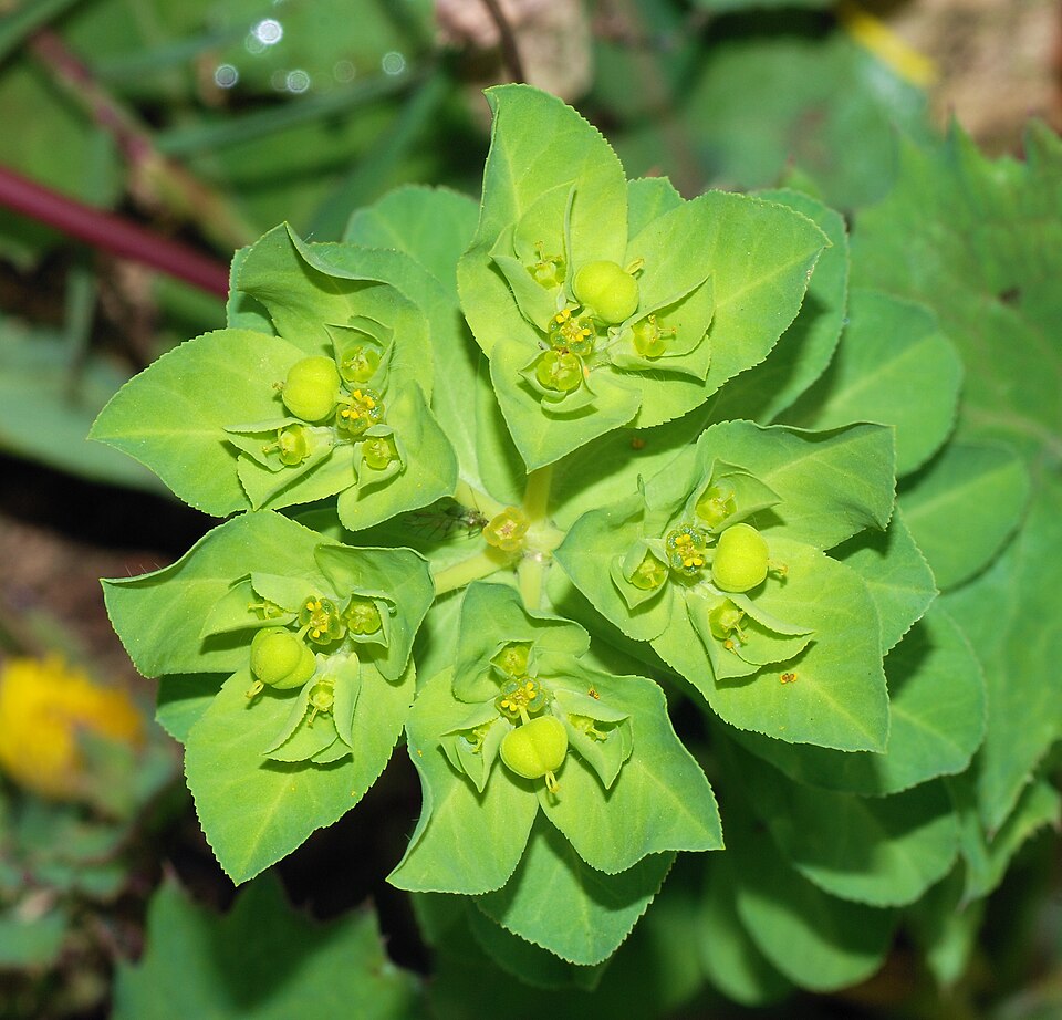 Euphorbia chamaesyce