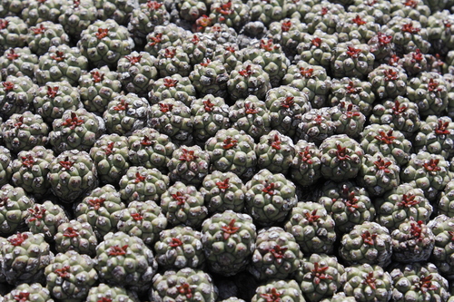 Euphorbia clavarioides — photo