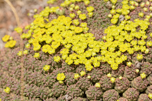 Euphorbia clavarioides