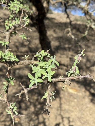 Euphorbia cuneata — photo