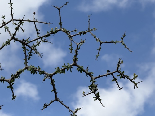 Euphorbia cuneata