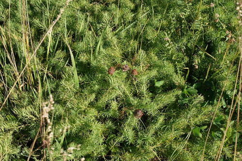Euphorbia cyparissias (Cypress spurge) — photo