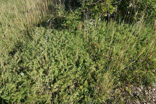 Euphorbia cyparissias (Cypress spurge) — photo