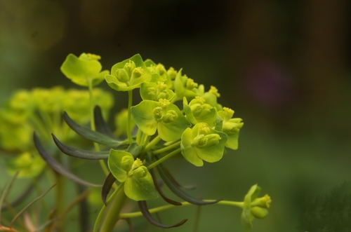 Euphorbia cyparissias