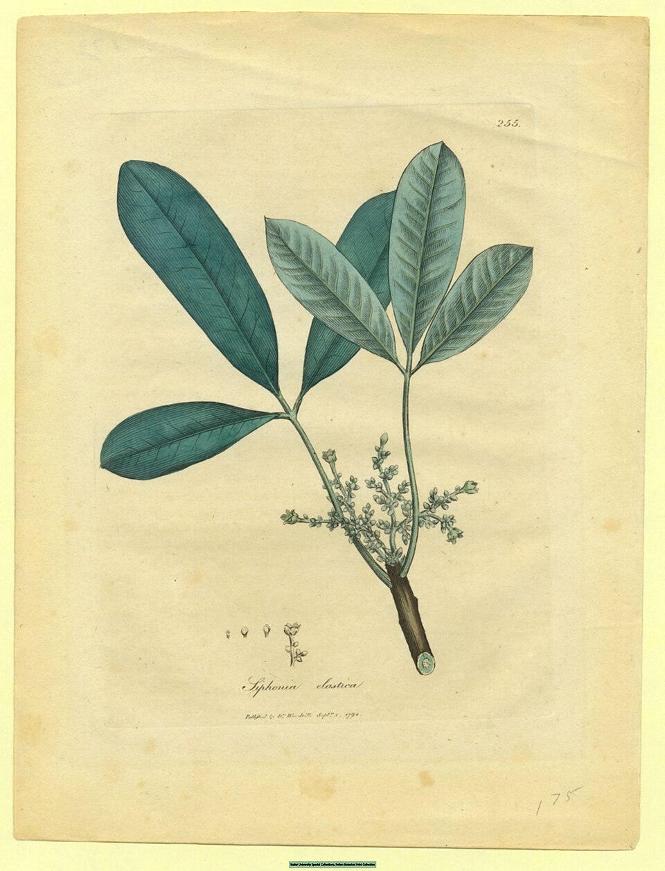 Euphorbia elastica — photo