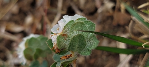 Euphorbia elegans — photo