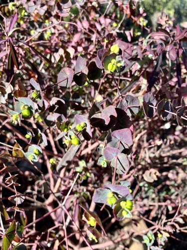 Euphorbia erubescens — photo