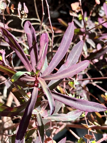 Euphorbia erubescens — photo