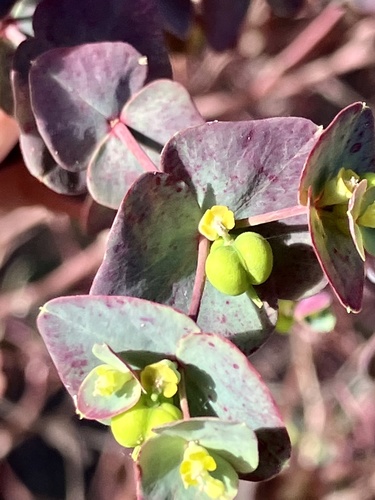 Euphorbia erubescens