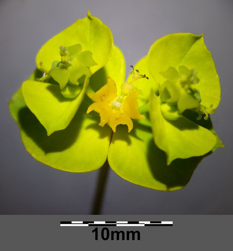Euphorbia esula (Leafy spurge) — photo