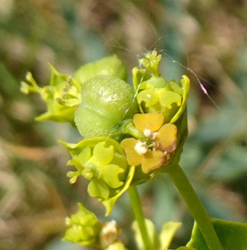 Euphorbia esula (Leafy spurge) — photo